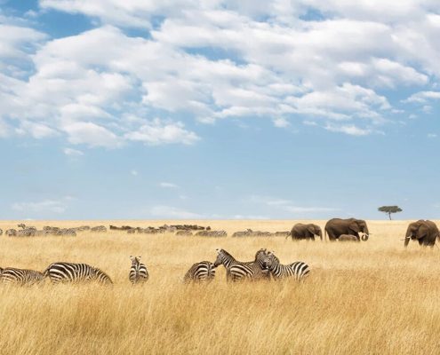 Profitez des plaines infinies du légendaire parc national du Serengeti grâce à notre safari économique de 10 jours en Tanzanie.