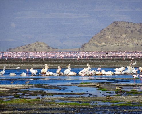 Flamants roses et autres oiseaux aquatiques dans la zone de gestion de la faune du lac Natron