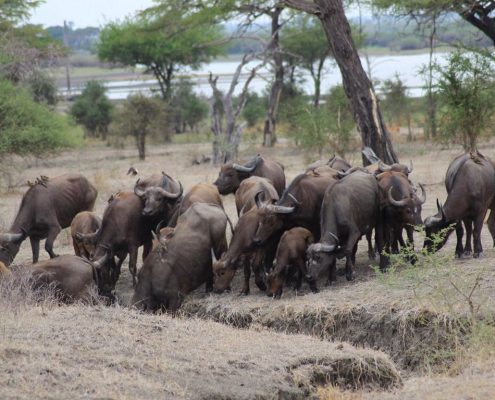 Troupeau de buffles d'Afrique dans le parc national d'Arusha
