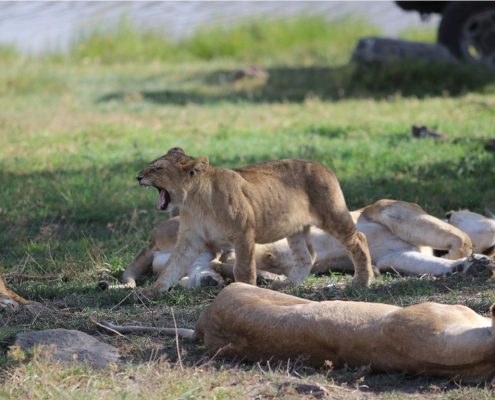 Une famille de lions se reposant dans le cratère du Ngorongoro