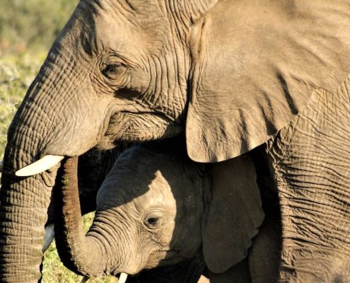 Une maman éléphant avec son petit dans le parc national du Tarangire