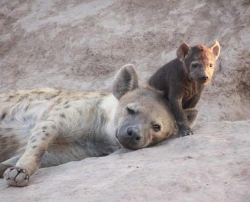Une hyène avec son nouveau-né dans la zone de gestion de la faune sauvage d'Ikoma.