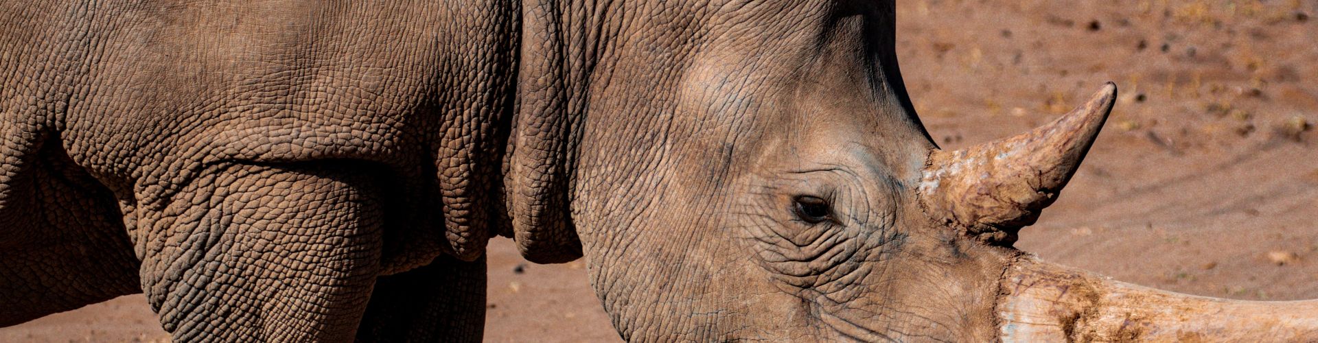 Un rhinocéros africain, une espèce en danger critique d'extinction figurant sur la liste rouge de l'UICN.