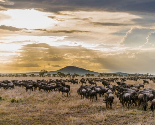 Ce safari en Tanzanie vous permet d'assister à la grande migration annuelle des gnous dans le parc national du Serengeti