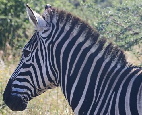 Vous pouvez faire un safari à pied dans le parc national d'Arusha et voir des animaux comme ce zèbre.