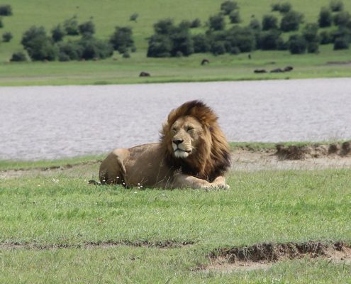 Un impressionnant lion mâle dans la zone de conservation du Ngorongoro