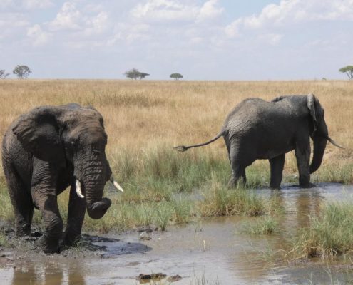 Vous verrez de nombreux éléphants lors de votre safari de 3 jours en Tanzanie.