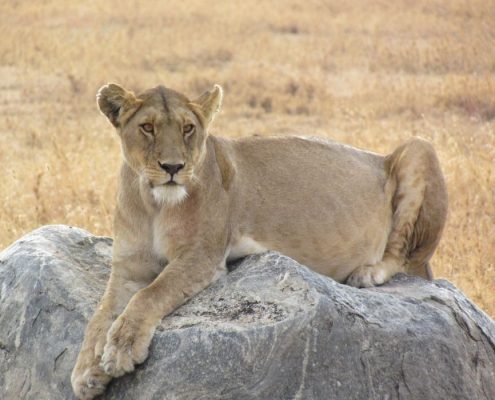 Une lionne enceinte assise sur un rocher dans le Serengeti
