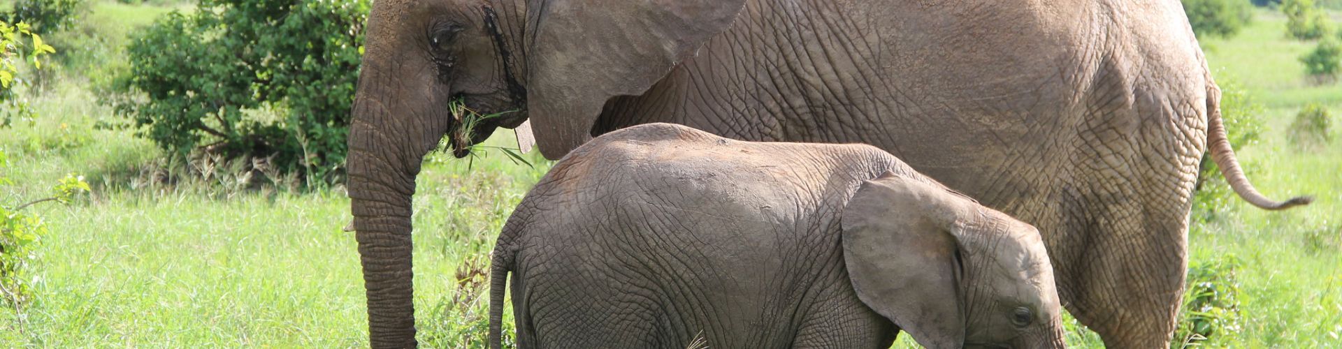 Une éléphante et son petit dans le parc national du Tarangire