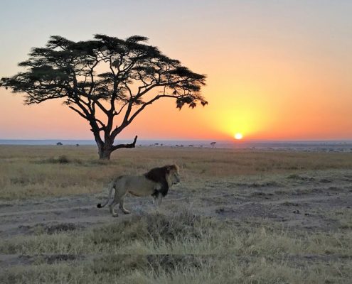 Au cours de votre safari de 4 jours en Tanzanie, vous aurez la chance de voir le roi incontesté de la brousse, par exemple ce lion debout dans les plaines infinies du Serengeti, lors d'un safari matinal accompagné d'un beau lever de soleil.