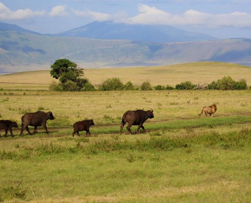 Famille de buffles avec un lion indifférent dans la région du cratère du Ngorongoro.