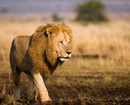 Le chef du règne animal dans le parc national du Serengeti, un lion mâle dans la force de l'âge