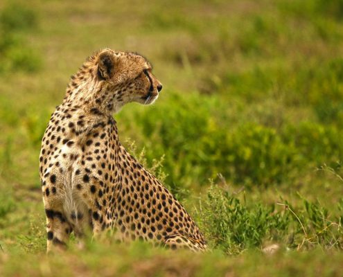 Un guépard scrute les environs à la recherche d'une proie dans le cratère de la zone de conservation du Ngorongoro.