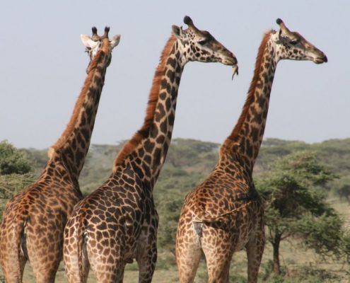 Vous verrez de nombreuses girafes lors de votre safari de 5 jours en Tanzanie.