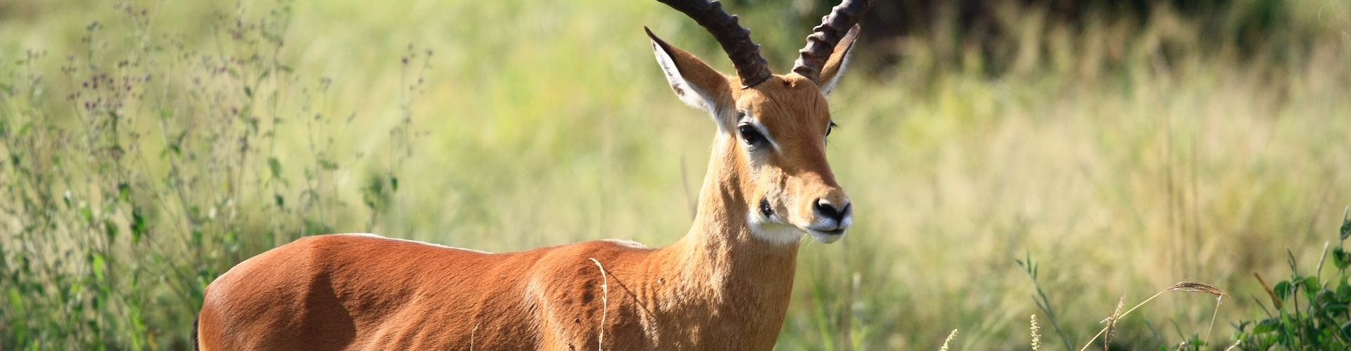 De nombreux types d'antilopes peuvent être observés lors d'un safari en Tanzanie.