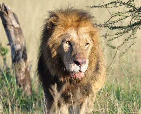 Lors de votre safari de 5 jours en Tanzanie, vous pourrez observer des lions majestueux.