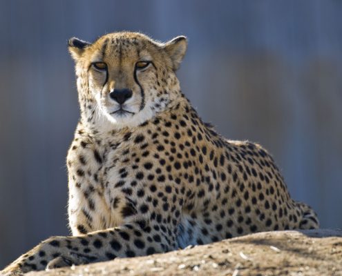 Un guépard se reposant sur un rocher dans le légendaire Serengeti