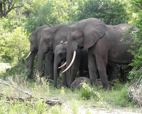 Lors d'un safari en camping en Tanzanie, il n'y a pas de clôtures ou de murs autour du camping. Il est donc possible qu'une famille d'éléphants passe devant votre tente.