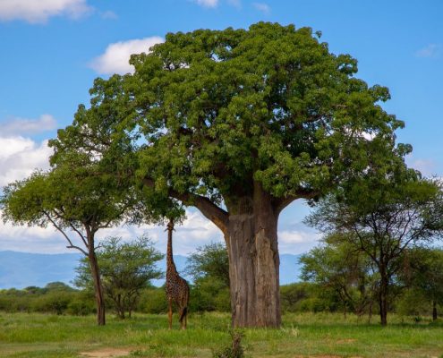 Une girafe étirant son cou pour atteindre le feuillage d'un baobab géant dans le parc national de Tarangire.