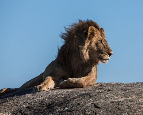 Ce safari en camping en Tanzanie vous donne la chance d'admirer le roi des grands félins, un lion mâle dans la zone de gestion de la faune d'Ikoma.
