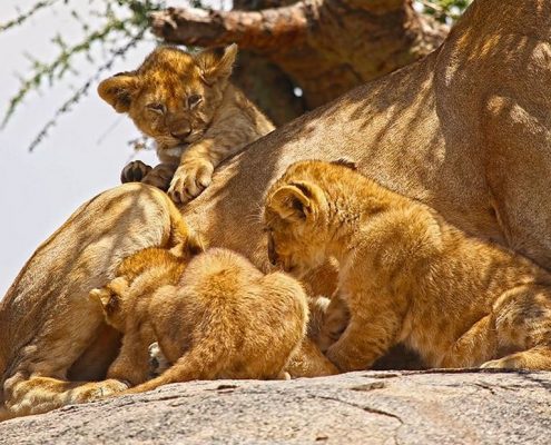 Lionceaux sur un Kopjes dans le Serengeti