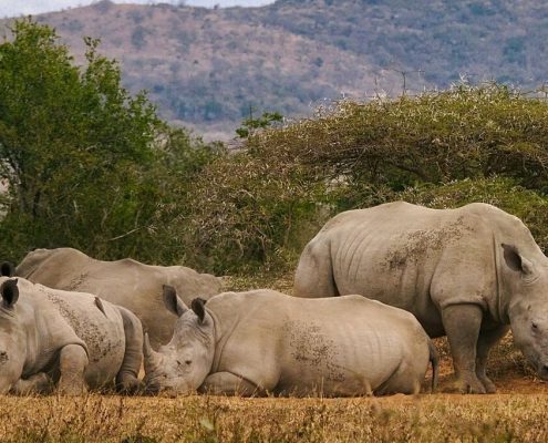 Lors de votre safari en Tanzanie et de votre séjour à Zanzibar, vous aurez la chance d'apercevoir de rares rhinocéros africains.