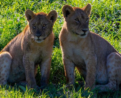Jeunes lions dans l'écosystème du Serengeti
