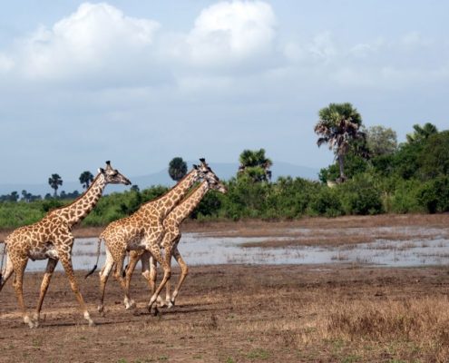 Trois girafes en déplacement en Tanzanie
