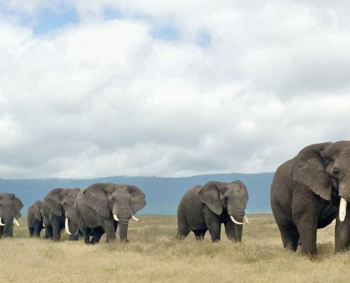 Procession de plusieurs éléphants adultes dans la caldeira de la zone de conservation du Ngorongoro.