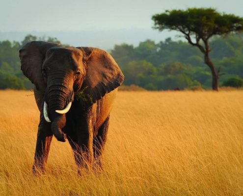 Un éléphant aux défenses tordues en Tanzanie
