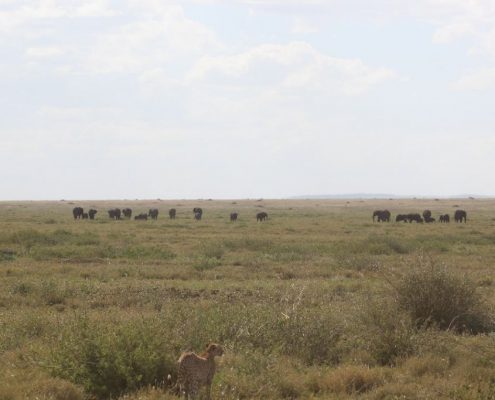 Profitez des plaines infinies du Serengeti pendant votre safari de 6 jours en Tanzanie.