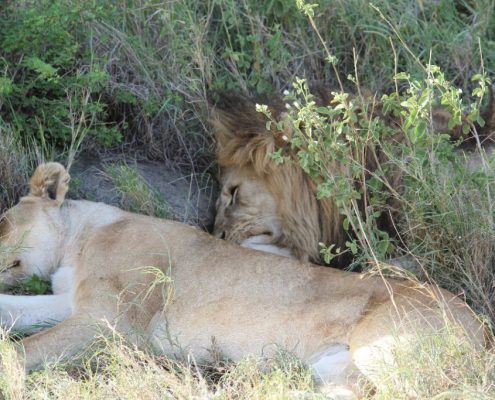 Un couple de lions faisant la sieste à la mi-journée