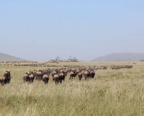 Un grand groupe de gnous, faisant partie de la grande migration dans l'écosystème Serengeti.
