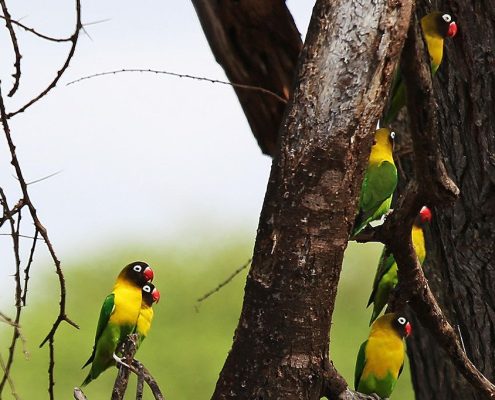 Lors de votre safari en Tanzanie et à Zanzibar, vous pourrez observer quelques-unes des plus de 1000 espèces d'oiseaux de Tanzanie.