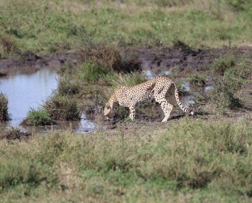 Un guépard buvant de l'eau dans une petite piscine du Serengeti