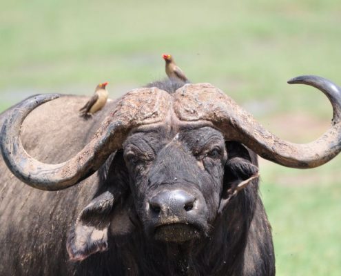 Buffle d'Afrique aux cornes impressionnantes dans le parc national de Tarangire