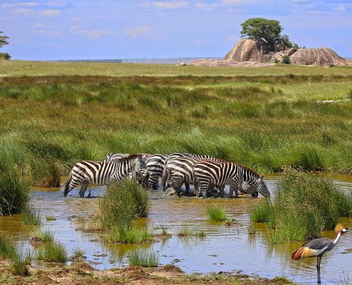 Zèbres s'abreuvant dans un petit étang du parc national du Serengeti, avec des Kopjes en arrière-plan.