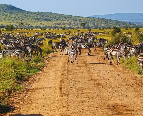 Avec ce safari de 7 jours en camping en Tanzanie, vous avez de très bonnes chances d'assister à la Grande Migration annuelle dans l'écosystème du Serengeti.