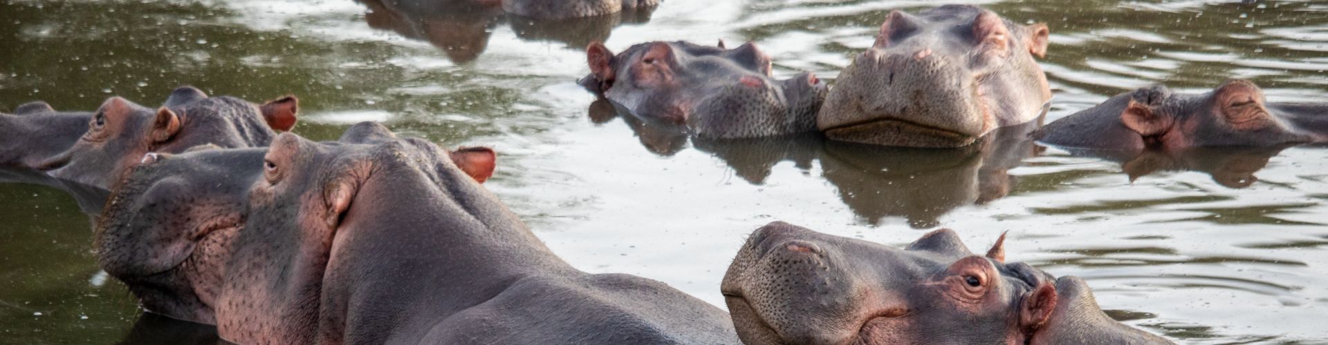 Piscine à hippopotames dans le parc safari du lac Manyara