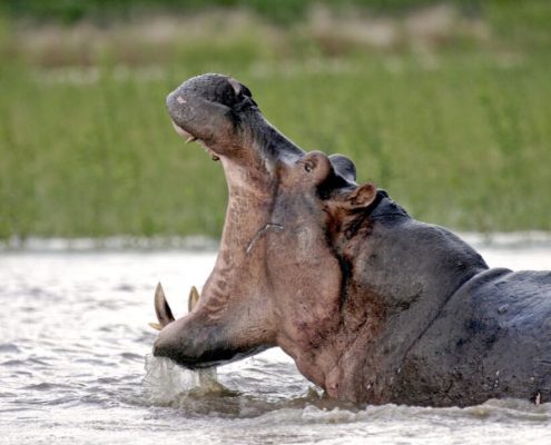 Prenez garde aux dangereux hippopotamesPrenez garde aux dangereux hippopotames lors de votre safari pendant vos vacances en Tanzanie.