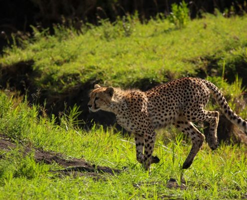 Photo d'un guépard en mouvement (parc national du lac Manyara)