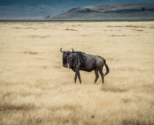 Un gnou solitaire dans la caldeira du Ngorongoro