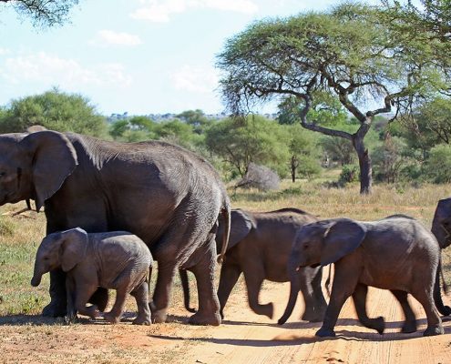 Les éléphants ont toujours le droit de passage pendant vos 7 jours de safari en Tanzanie.