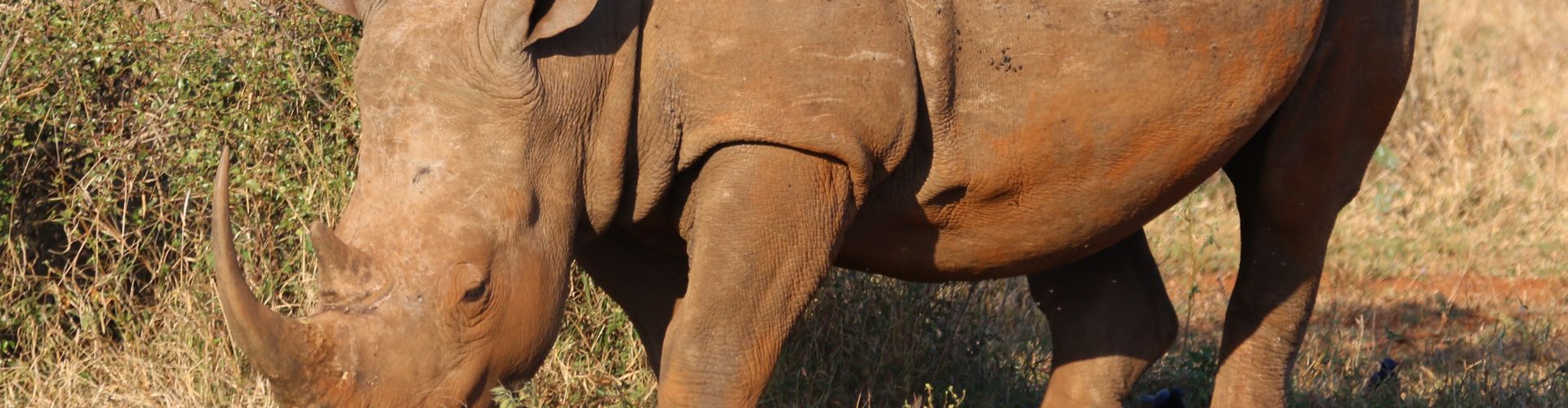 Portrait en gros plan d'un rhinocéros, l'une des espèces les plus menacées au monde.