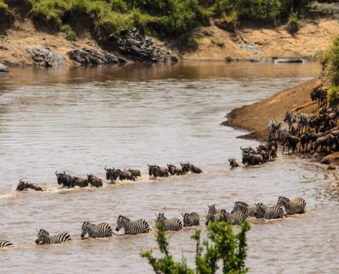 Gnous et zèbres (faisant partie de la grande migration annuelle en Tanzanie) traversant la rivière Mara dans le parc national du Serengeti.