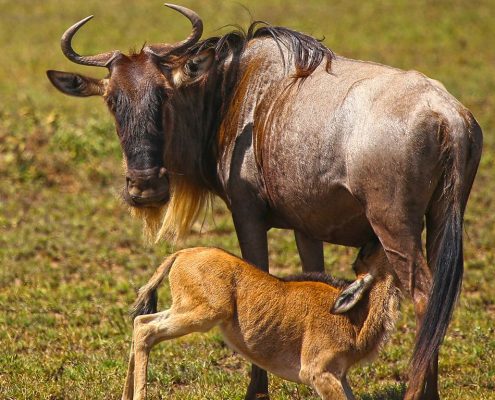 Une mère gnou allaite son bébé dans le parc national du Serengeti.