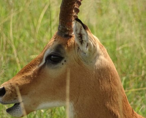 Portrait d'une antilope dans la zone de gestion de la faune sauvage d'Ikoma