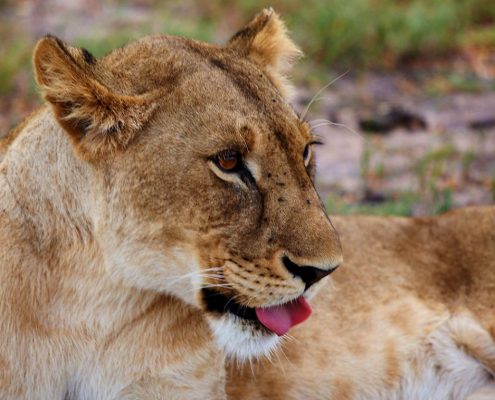 Une lionne se reposant dans le parc national de Manyara