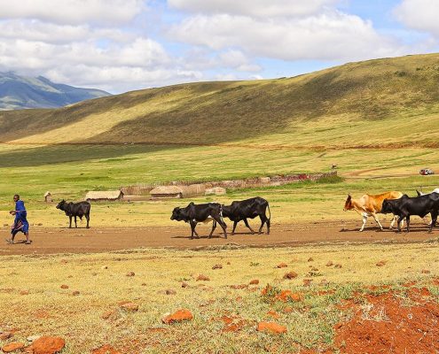 Au cours de votre safari économique de 8 jours en Tanzanie, vous pourrez observer le peuple Maasai traditionnel et son bétail vivant en harmonie avec les animaux sauvages de la zone de conservation du Ngorongoro.