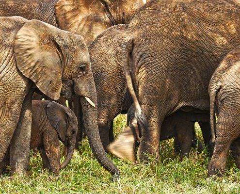 Les éléphants sont nombreux dans le parc national du Tarangire.